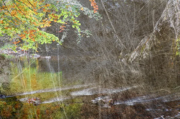 ビンテージ秋の森 — ストック写真