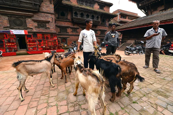 Animal sacrifice in Nepal — Stock Photo, Image