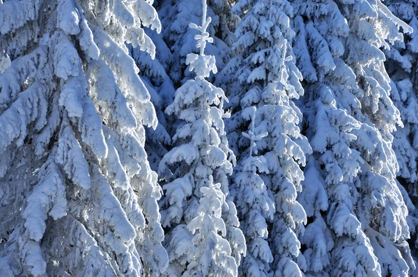 Śnieg objęte jodła — Zdjęcie stockowe