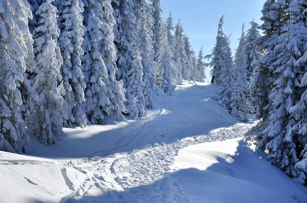 Snow-covered spruces in the mountains Stock Picture