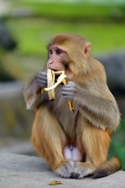 Eten van een banaan aap — Stockfoto