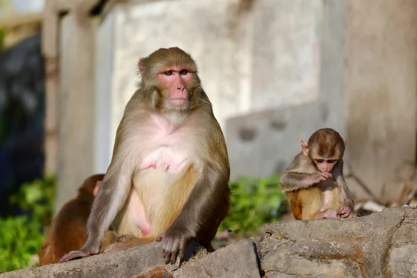 Moeder rhesus makaak monkey verpleging haar baby — Stockfoto