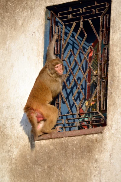 Mono subiendo a un edificio — Foto de Stock