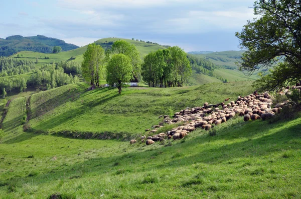 Manada de ovelhas se reunindo nas montanhas — Fotografia de Stock