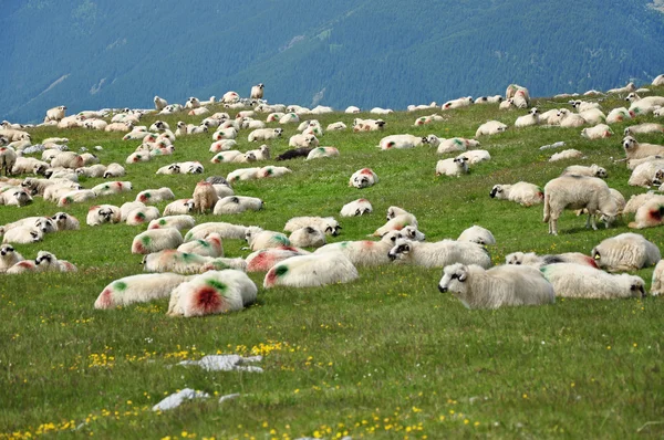 Mandria di pecore in montagna — Foto Stock