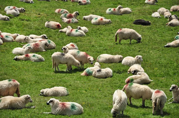 Herd of sheep in the mountains — Stock Photo, Image