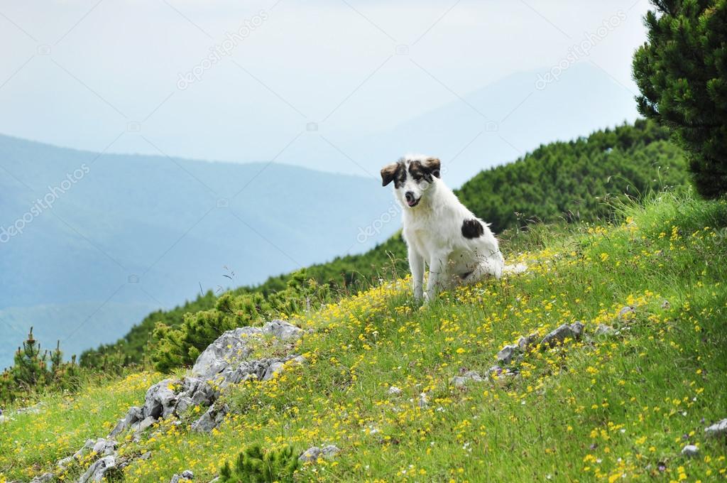 White dog in the mountains.