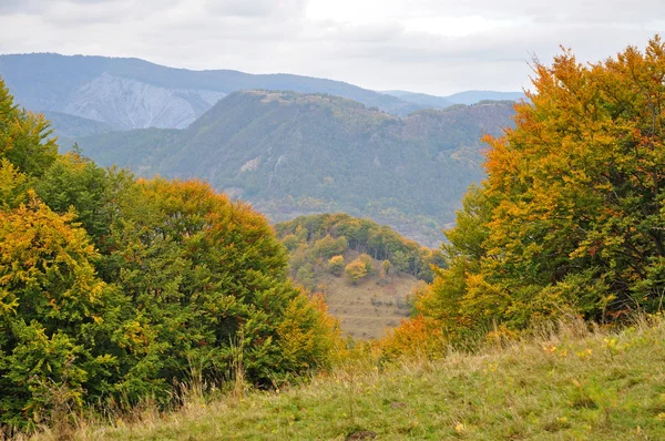 Барвисті осінні лісові дерева — стокове фото