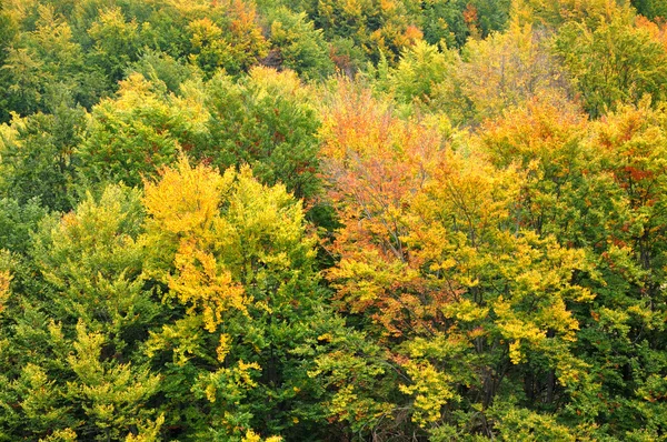 Colorati alberi forestali autunnali — Foto Stock