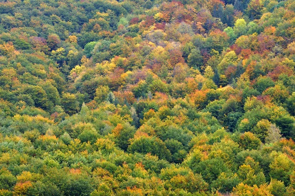 Arbres forestiers d'automne colorés — Photo