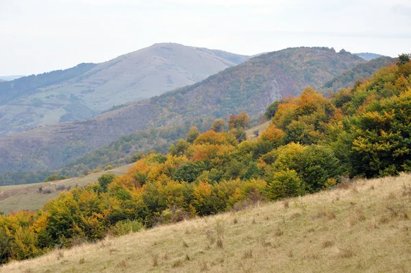 Bunte herbstliche Waldbäume — Stockfoto