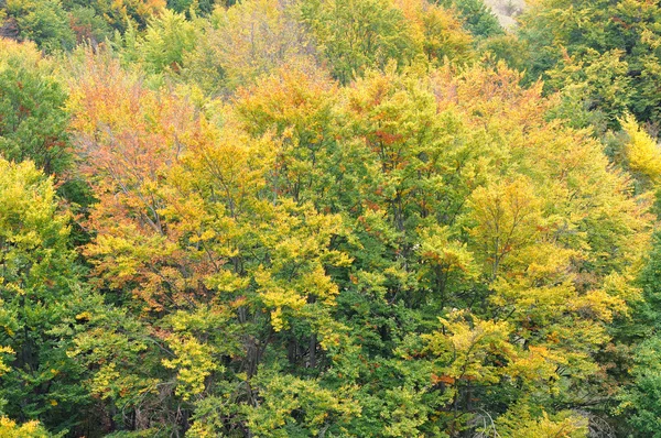 Colorati alberi forestali autunnali — Foto Stock
