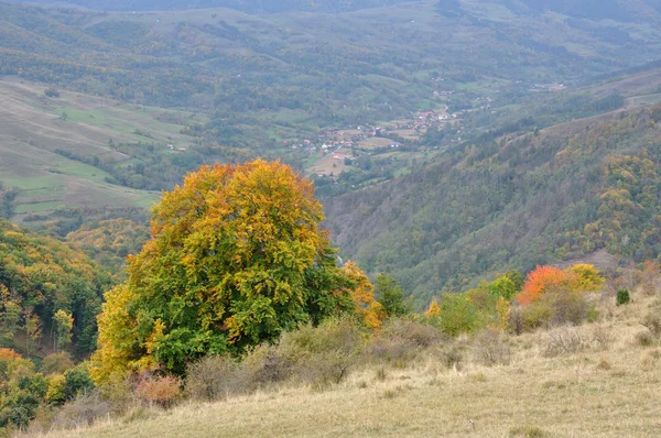 Барвисті осінні лісові дерева — стокове фото