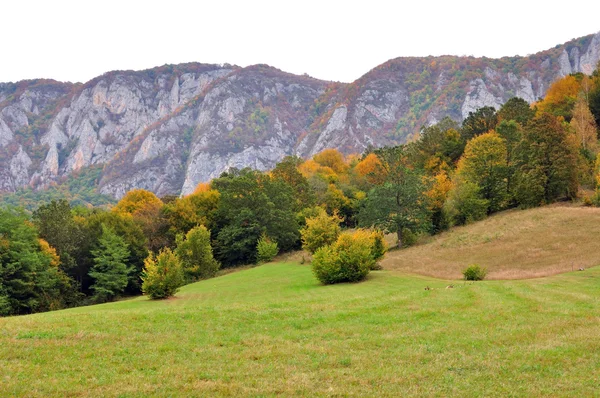 Färgglad höst skogsträd — Stockfoto