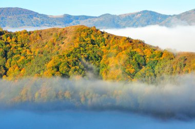 Renkli sonbahar orman dağ manzarası