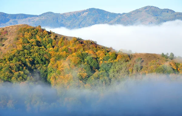 Colorful autumn forest mountain landscape — Stock Photo, Image
