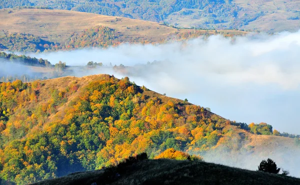 Colorato paesaggio di montagna foresta autunnale — Foto Stock