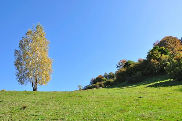 Montanha paisagem outono com floresta colorida — Fotografia de Stock