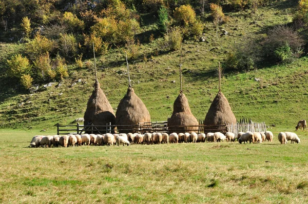 Rebaño de ovejas y pajar en otoño —  Fotos de Stock