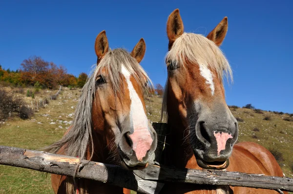 Két ló — Stock Fotó