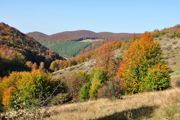 Berg höst landskap med färgglada skog — Stockfoto