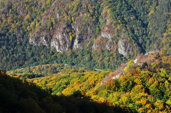 Legno d'autunno — Foto Stock