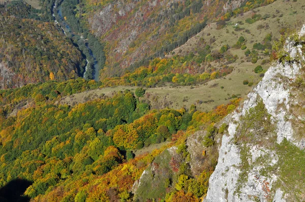 Höst skog — Stockfoto