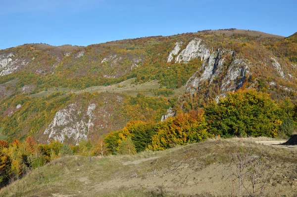 Colorful autumn forest mountain landscape — Stock Photo, Image