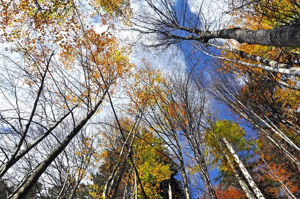 Canopy de árboles de otoño en el bosque — Foto de Stock