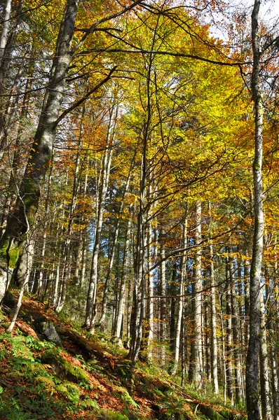 Buntes Herbstholz — Stockfoto