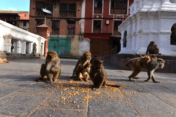 Macaque monkeys eating corn — Stock Photo, Image