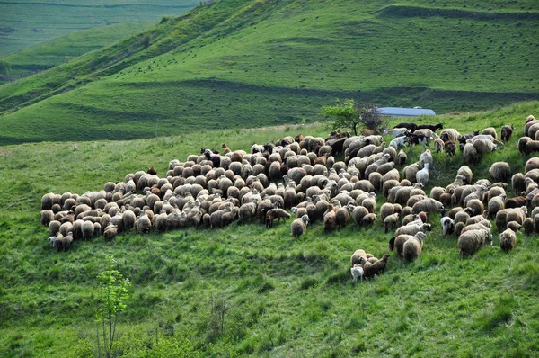 Flock of sheep in the pasture — Stock Photo, Image