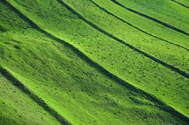 Yeşil alan arka plan bahar Tema 
