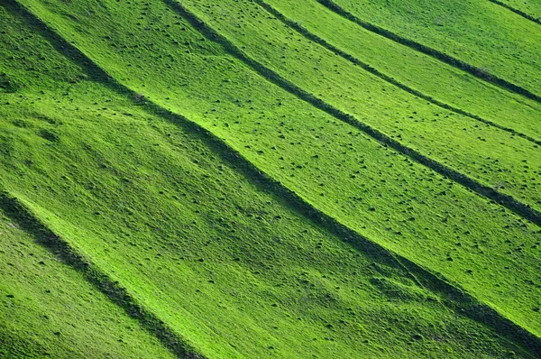 Groen veld achtergrond, voorjaar thema — Stockfoto