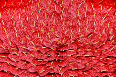Arka plan kırmızı flamingo lily çiçekler, calla lily ile
