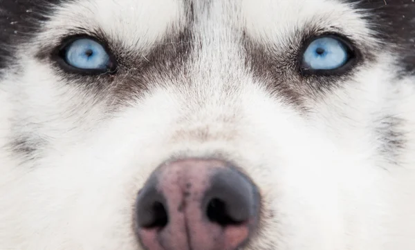 Sibiřský husky portrét — Stock fotografie