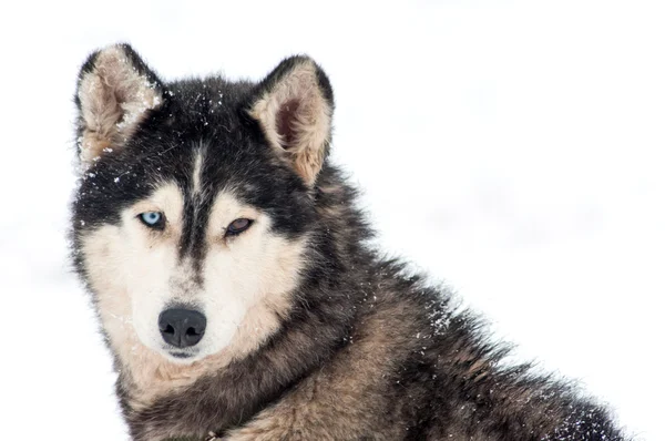 Husky cão retrato — Fotografia de Stock