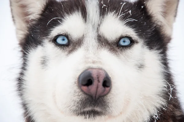 Husky dog portrait — Stock Photo, Image