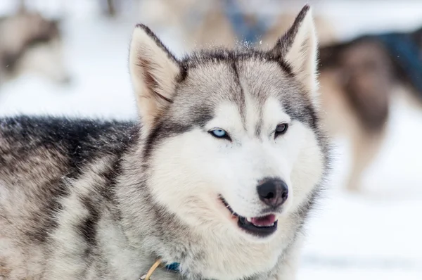 Hermoso perro husky amistoso — Foto de Stock