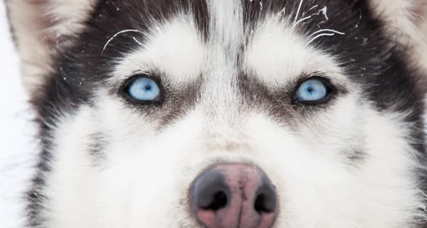 Retrato Husky — Fotografia de Stock