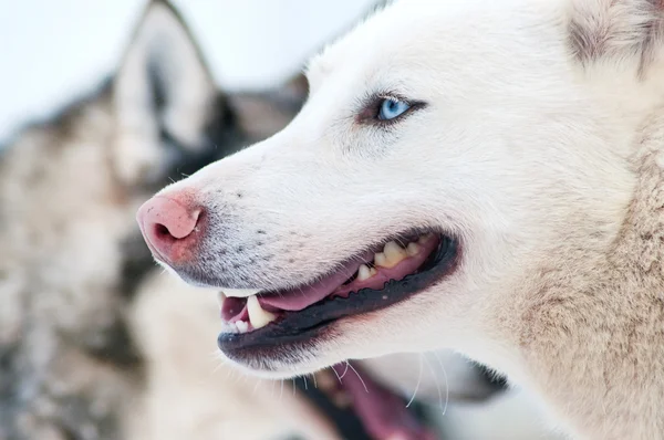 Λευκή σκύλος χάσκεϋ — Φωτογραφία Αρχείου