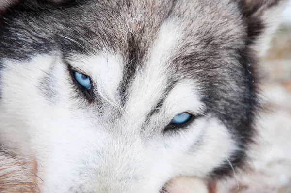 Portrait of a Siberian Husky close-up — Stock Photo, Image