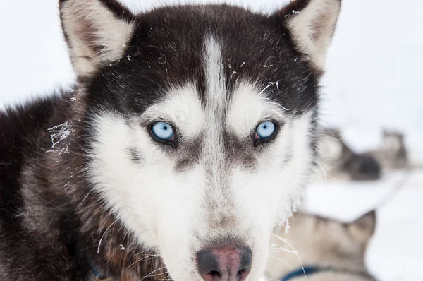 Husky portrét — Stock fotografie