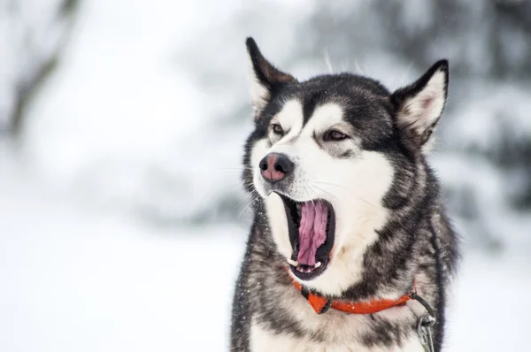 Ladridos perro Husky — Foto de Stock