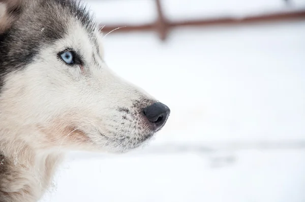 西伯利亚雪橇犬 — 图库照片