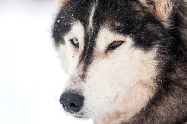 Husky dog with different eye colors — Stock Photo, Image