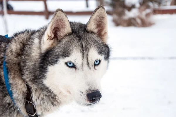 Sibiřský husky pes — Stock fotografie