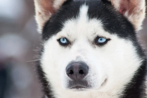 Husky — Stock fotografie