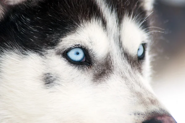 Husky — Stock Photo, Image