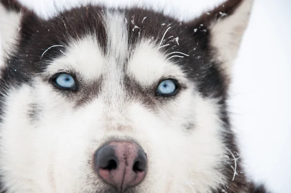 Ritratto di un Husky siberiano primo piano — Foto Stock